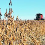 Soybean harvest