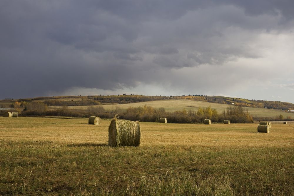 (Photo courtesy Canada Beef Inc.)
