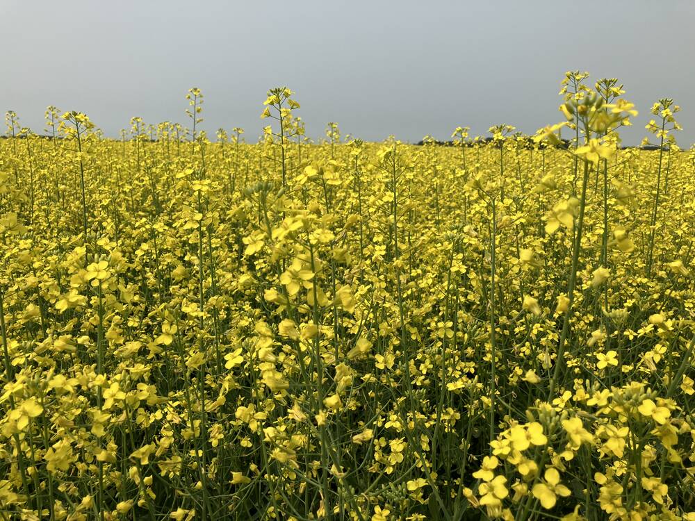 Canola blooms near Stockholm, Sask, July 20, 2024. 