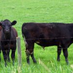 Weekly cattle prices in good spot before fall run hits full throttle