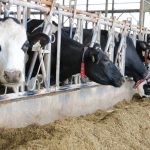 The Canadian Food Inspection Agency is advising producers not travel into the United States with their cattle to avoid bringing avian flu back with them. 