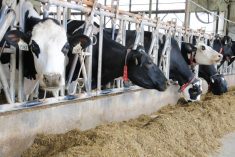 The Canadian Food Inspection Agency is advising producers not travel into the United States with their cattle to avoid bringing avian flu back with them. 