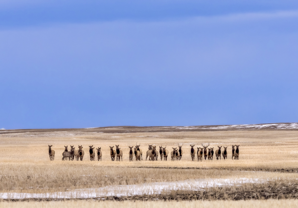 A herd of elk in a winter wheat field in Alberta’s foothills.  Photo: Traci Beattie/iStock/Getty Images Plus
