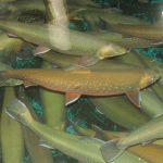 A photo of Arctic char.