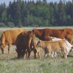 Supplemental feeding was required on Interlake pastures in 2019 thanks to drought and poor hay cuts. PHOTO: ALEXIS STOCKFORD