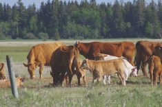 Supplemental feeding was required on Interlake pastures in 2019 thanks to drought and poor hay cuts. PHOTO: ALEXIS STOCKFORD