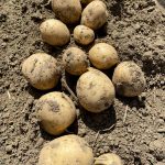 F160032-06 early maturing variety has a high dry matter and high yield potential, which is a big plus for early harvest. It is also resistant to PVX (potato virus X, a plant pathogenic virus) and has moderate common scab resistance.
