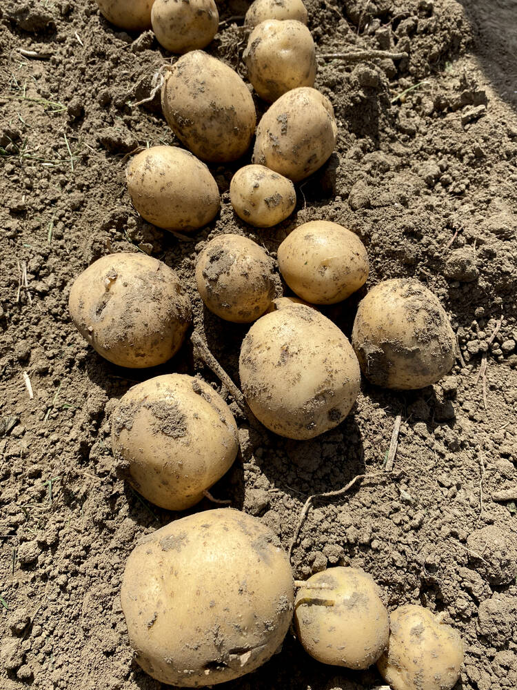 F160032-06 early maturing  variety has a high dry matter and high yield potential, which is a big plus for early harvest. It is also resistant to PVX (potato virus X, a plant pathogenic virus) and has moderate common scab resistance. 