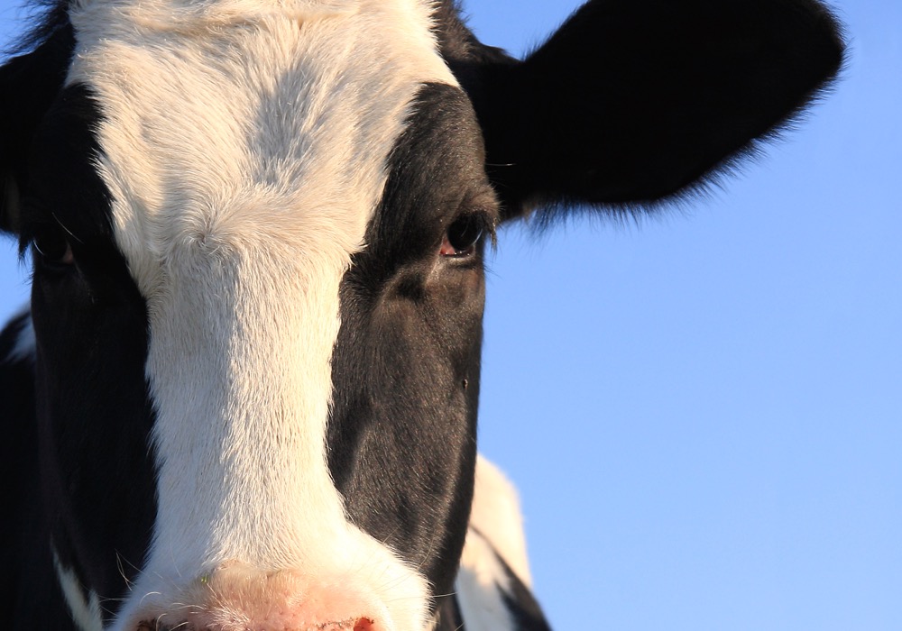 A close-up of a cow's head