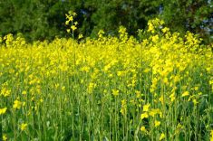 The recent positive developments in the canola market could be complicated by the trade dispute with China.