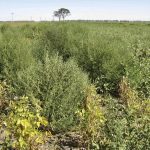 Quick adapting and designed to spread, kochia seems biologically primed to pick off the punches farmers throw at it. 