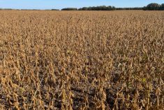 Soybeans approach harvest readiness in 2023.