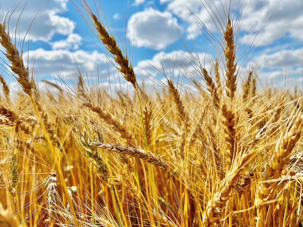 Wheat heads under a late summer sky.