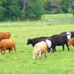 Beef cattle graze south of Brandon.