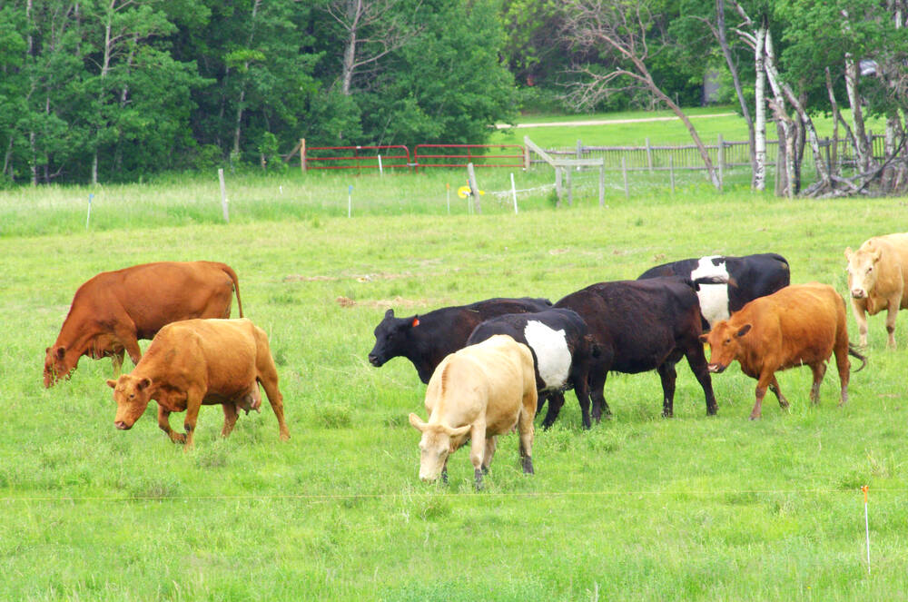 Beef cattle graze south of Brandon.
