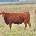 A beef cow grazes fall pasture in central Manitoba in late September.
