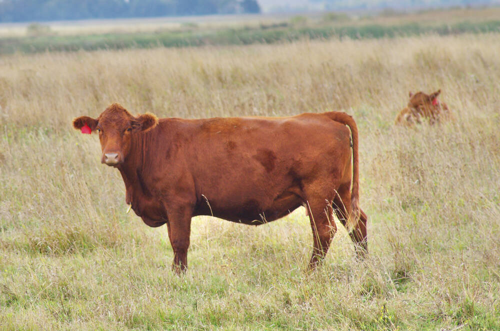 A beef cow grazes fall pasture in central Manitoba in late September.