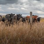 File photo of cattle on pasture northeast of Calgary. (James_Gabbert/iStock/Getty Images)
