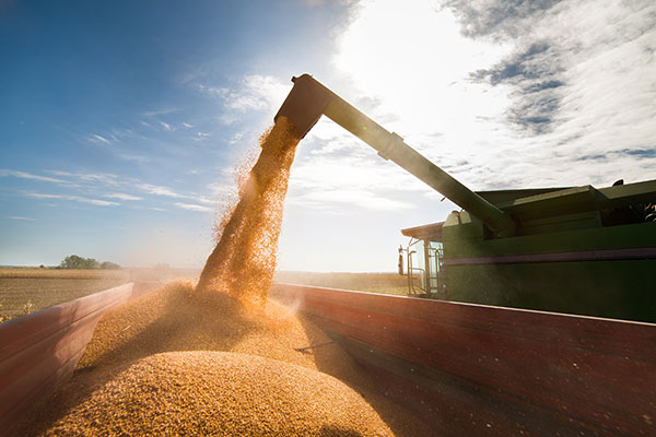 Combining in Manitoba advanced 12 points at 85 per cent complete for the week ended Oct. 7. While some crops made great amounts of progress, others did not. Photo: File
