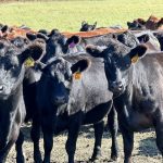 Livestock inspection services will be a topic of discussion at this year's Manitoba Beef Producers fall district meetings. 