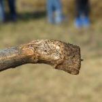 The fungal disease remains one of the most prevalent threats for canola, and got particular traction this year after a wet spring created friendly conditions for its development.