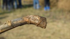 The fungal disease remains one of the most prevalent threats for canola, and got particular traction this year after a wet spring created friendly conditions for its development.