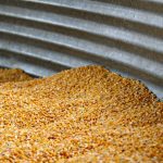 Photo: Kelsey Pangborn/iStock/Getty Images
