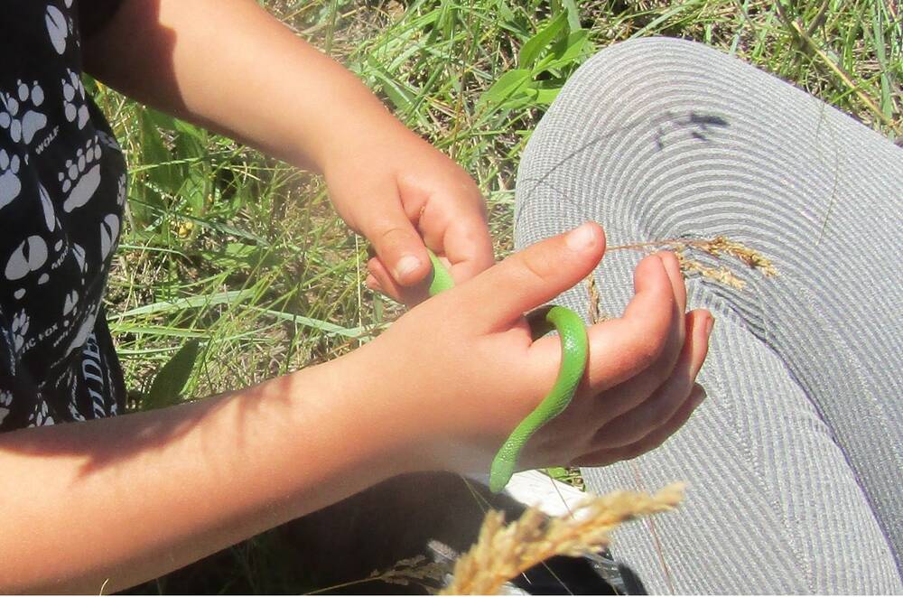 Nature enthusiasts find a smooth green snake during a visit to a protected area in the Lauder Sandhills. 