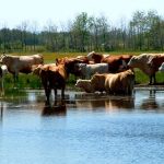 Aside from dehydration and death, performance growth and increased disease incidence can also result from water shortage. 