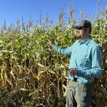 Jonathan Bouw of Edie Creek Angus in front of his corn crop, the future source of corn mini piles for winter grazing, near Anola, Man. 