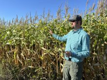 Jonathan Bouw of Edie Creek Angus in front of his corn crop, the future source of corn mini piles for winter grazing, near Anola, Man. 