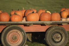 Pumpkins go on sale on the side of the road in central Manitoba. PHOTO: JEANNETTE GREAVES
