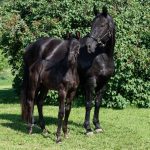 A mare (Esteem) with her foal, eventually named Abel, are photographed for the Name the Foal Contest at the stable of the RCMP's Packenham, Ont., farm in June 2024. PHOTO: Serge Gouin/RCMP-GRC