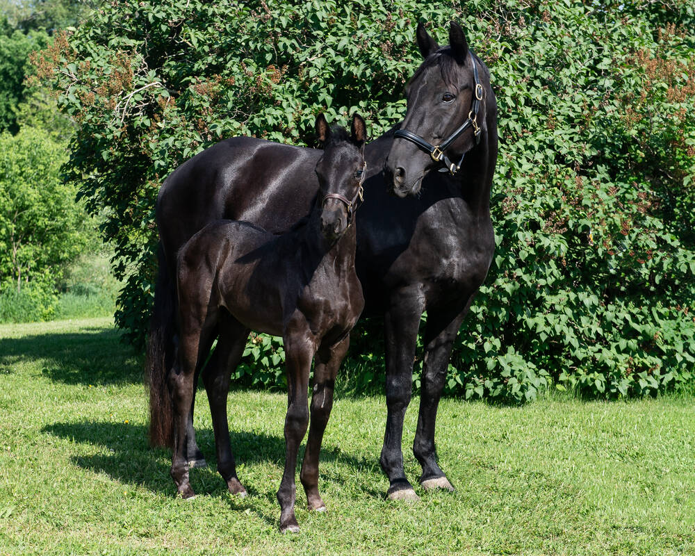 A mare (Esteem) with her foal, eventually named Abel, are photographed for the Name the Foal Contest at the stable of the RCMP's Packenham, Ont., farm in June 2024. PHOTO: Serge Gouin/RCMP-GRC