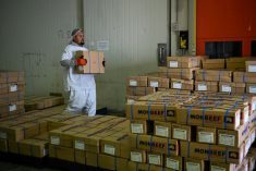 A worker packs boxes of processed meat at the Monbeef abattoir in Cooma, Australia October 10, 2024. REUTERS/Tracey Nearmy