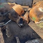 Cows that died after being infected with bird flu await pickup from delayed rendering trucks in Tulare County, California, U.S., October 8, 2024. Crystal Heath/Handout via Reuters    THIS IMAGE HAS BEEN SUPPLIED BY A THIRD PARTY. NO RESALES. NO ARCHIVES
