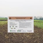 Early planted winter cereals bring more and better forage