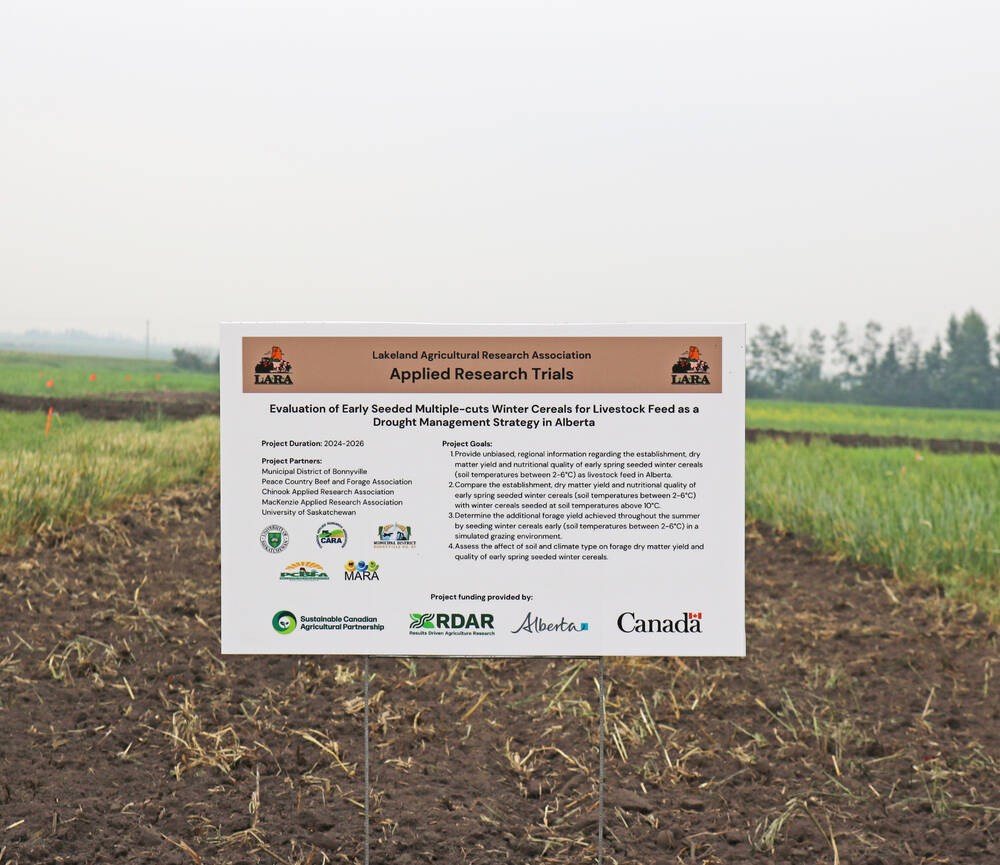 Early planted winter cereals bring more and better forage