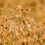 File photo of a lentil crop before harvest in Saskatchewan. (Bobloblaw/iStock/Getty Images)
