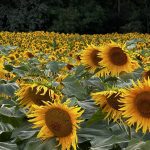 A sunflower crop blooms in southern Manitoba.