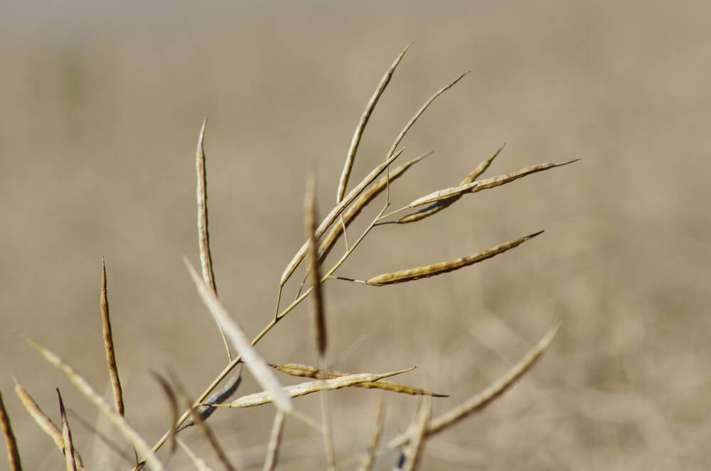 Mature standing canola is ready for harvest in west-central Manitoba in late September. 