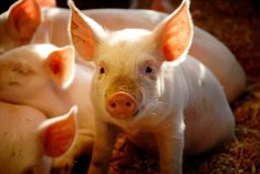 group of piglets