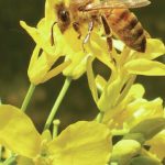 Bee on canola flower.