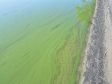 An algal bloom photographed in 2017. Lake Winnipeg's nutrient concentrations have been linked to increased algae problems.