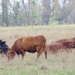 Cows graze fall pasture near Glenboro, Man.
