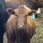A cow stands in a feedlot in Manitoba. 