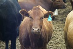A cow stands in a feedlot in Manitoba. 