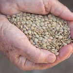 Green lentils. (Savany/iStock/Getty Images)
