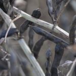 Pigs eat well on frost-damaged faba beans