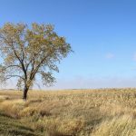 A late-October cornfield in southeastern Manitoba. Photo: Geralyn Wichers
